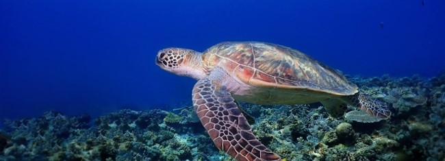 海洋環境保全